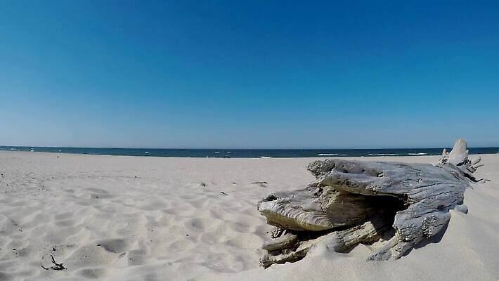 나무 모래 파도 바다 여행 백그라운드 자연 하늘 바람 휴가 풍경 사람없음 목재 물 파란색 힘 소리 거친 서핑 고독 뿌리 폭풍 동영상 내추럴 발트해 비어있는 4K MP4 해외동영상 클립영상 자연요소 식물 감정 컬러 재료 날씨 북유럽 수상스포츠 생태계 파일형식