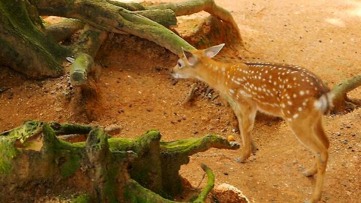 동물 공원 여자 남자 아시아 야생동물 백그라운드 밭 포유류 자연 초식동물 털 뿔 사람없음 야외 태양 환경 흰색 아기 점 황무지 숲 사파리 귀 뿌리 서식지 내추럴 동물상 아기사슴 암사슴 전국 MOV 해외동영상 클립영상 자연요소 공공시설 나라 새끼 컬러 농업 사슴 사람 신체부위 조형물 암컷 생태계 동영상 파일형식