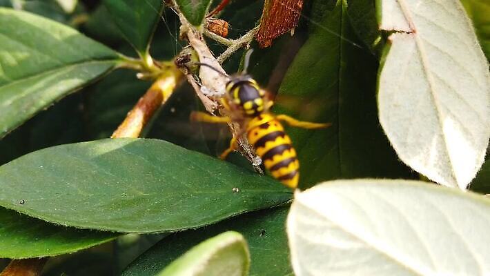 음식 곤충 잎 날개 모션 자연 사람없음 울타리 노란색 환경 검은색 재킷 모임 나뭇가지 닫기 말벌 수집 보케 육식동물 느림 적재 블러효과 MP4 해외동영상 클립영상 나무 식물 동물 컬러 담장 외투 벌_곤충 생태계 동영상 블러 파일형식 효과