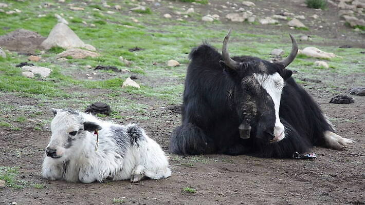 동물 척추동물 여자 어린이 여행 2 포유류 관계 자연 휴식 털 뿔 서기 잔디 사람없음 가로 농장 검은색 가축 소 큼 무서움 땅 황소 암초 송아지 히말라야 반추동물 MOV 해외동영상 클립영상 식물 감정 새끼 컬러 컨셉 농업 모션 사람 크기 생태계 동영상 파일형식 산맥