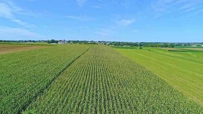 식물 구름 계절 산업 문화 백그라운드 잎 밭 농업 채소 자연 하늘 옥수수 풍경 초원 사람없음 야외 초록색 여름 파란색 농작물 농장 농경지 환경 맑음 봄 수확 성장 시골 신선 낟알 땅 유기농 장면 내추럴 드론 밭일 줄서기 수평선 세련 4K MOV 해외동영상 클립영상 자연요소 웰빙 컬러 모션 날씨 곡류 생태계 동영상 파일형식