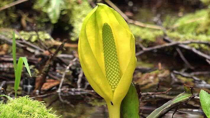 식물 꽃 컬러 자연 잉글랜드 사람없음 초록색 물 노란색 봄 젖음 습지 양배추 냄새 변소 서쪽 워싱턴 4K MP4 해외동영상 클립영상 자연요소 계절 채소 영국 미국 방향 생태계 동영상 파일형식