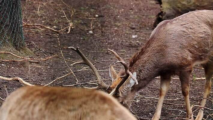 동물 응시 공원 여자 남자 야생동물 음식 컬러 밭 포유류 자연 초식동물 털 뿔 성인 사람없음 야외 초록색 갈색 머리 달러 아기 닫기 군중 숲 큼 먹기 호기심 내추럴 동물상 땅바닥 아기사슴 초식 MOV 해외동영상 클립영상 시선 공공시설 감정 새끼 컨셉 돈 농업 모션 사슴 바닥 사람 신체부위 조형물 크기 생태계 동영상 파일형식