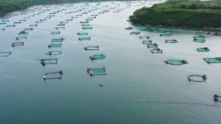 나무 산업 아시아 호수 바다 섬 비즈니스 자연 하늘 표면 낚시 안테나 어류 사람없음 물 경제 파란색 농장 잡기 만 그물 숲 당구 해산물 새장 어장 항공촬영 밭일 소금물 수경재배 조감도 4K MOV 해외동영상 클립영상 자연요소 식물 나라 뷰포인트 컬러 농업 통신 모션 레저 구기 수중동물 생태계 동영상 케이지 파일형식
