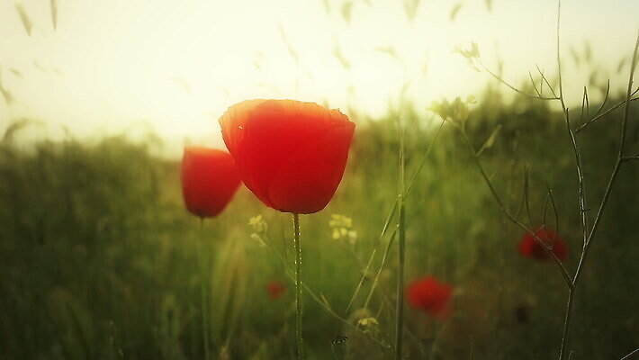 식물 계절 꽃 줄기 컬러 백그라운드 잎 꽃무늬 밭 자연 풍경 초원 사람없음 야외 빨간색 여름 태양 갈색 환경 정원 봄 수확 성장 시골 신선 땅 질감 복고 양귀비 내추럴 스타일 효과 MOV 해외동영상 클립영상 자연요소 무늬 농업 생태계 동영상 파일형식