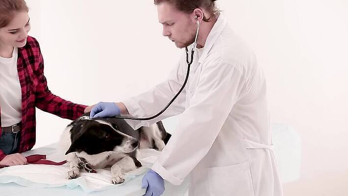 동물 직업 손 여자 백그라운드 청진기 건강 병원 사람 두명 반려동물 사무실 약 고통 시험 의사 흰색 하트 개 수의사 돌봄 MP4 해외동영상 클립영상 모양 교육 감정 컬러 비즈니스 포유류 의학 의료기기 모션 신체부위 의료진 동영상 파일형식