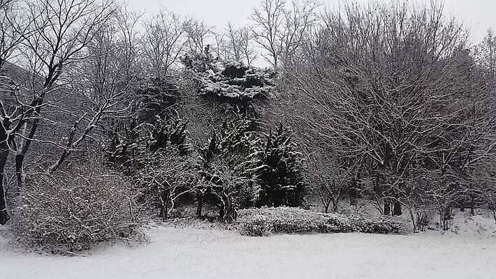나무 계절 백그라운드 컨셉 크리스마스 겨울 자연 벽지 날씨 산 풍경 사람없음 야외 환경 정원 계곡 냉동 침묵 추위 나뭇가지 황무지 서리 자작나무 내추럴 제설기 폭설 눈내림 MOV 해외동영상 클립영상 식물 기념일 눈_날씨 소리 자연재해 생태계 동영상 제설 파일형식