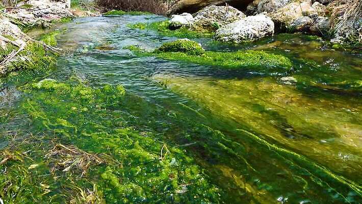 나무 식물 계절 호수 백그라운드 잎 자연 이끼 풍경 사람없음 야외 초록색 물 여름 강 반사 환경 봄 폭포 흐름 가을 연못 개울 해조류 떨어짐 습지 숲 장면 덮기 내추럴 생태학 4K MP4 해외동영상 클립영상 자연요소 교육 컬러 컨셉 모션 해양식물 생태계 동영상 파일형식