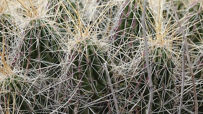 나무 식물 꽃 여행 백그라운드 자연 날씨 선인장 건조 사람없음 초록색 물 사막 뜨거움 가시 척추 날카로움 애리조나 내추럴 뉴멕시코 다육식물 4K MP4 해외동영상 클립영상 자연요소 컬러 뼈 미국 생태계 동영상 파일형식