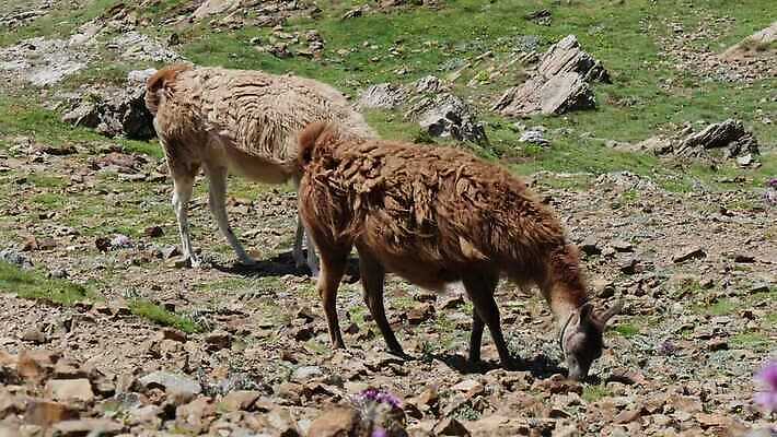 동물 밭 포유류 자연 초식동물 생물 산 털 사람없음 농장 가축 프랑스 양 소 땅 프랑스어 양모 돌봄 알파카 찰과상 페루 4K MP4 해외동영상 클립영상 문자 유럽 농업 모션 직물 남아메리카 상처 생태계 동영상 파일형식