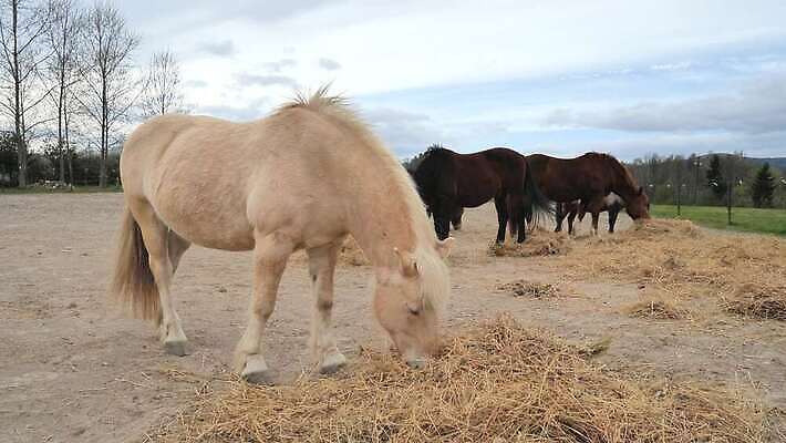 동물 교육 남자 행복 여행 밭 농업 하늘 산 건조 사람없음 야외 울타리 농경지 갈색 머리 가축 목장 추위 흰색 시골 혈액 승마 황금 볏짚 먹이 방목 먹기 내추럴 방목장 밭일 사바나 4K MP4 해외동영상 클립영상 감정 산업 스포츠 컬러 모션 사람 신체부위 담장 농장 짚 축산업 동영상 파일형식