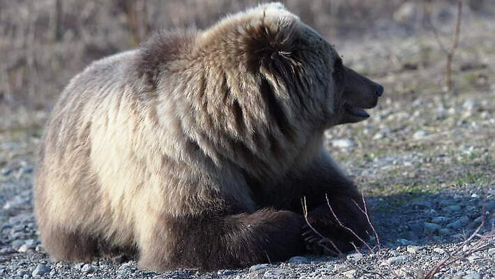 동물 아시아 야생동물 여행 곰 포유류 자연 털 성인 사람없음 야외 관광지 머리 봄 관찰 입 숲 위험 모피 기아 배고픔 러시아 육식동물 사냥꾼 서식지 내추럴 동물상 러시아인 생태학 시베리아 힘찬 4K MOV 해외동영상 클립영상 서양인 직업 계절 교육 유럽 나라 컨셉 모션 사람 신체부위 조형물 사회이슈 생태계 동영상 파일형식