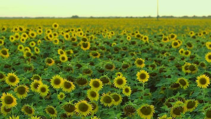 식물 계절 꽃잎 밭 농업 오렌지 자연 해바라기 씨앗 사람없음 야외 초록색 농작물 컬러풀 햇빛 농장 노란색 정원 맑음 일몰 활발 성장 벚꽃 시골 원형 수수께끼 개화 장면 내추럴 4K MP4 해외동영상 클립영상 도형 꽃 산업 컬러 컨셉 과일 날씨 태양 노을 생태계 동영상 파일형식