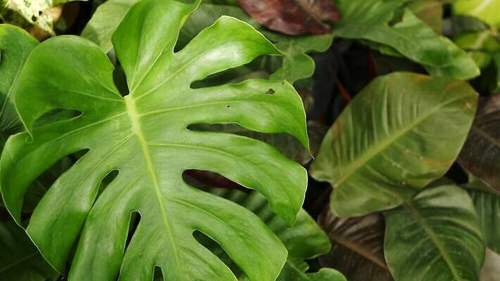 식물 디자인 공원 백그라운드 잎 꽃무늬 패턴 자연 추상 사람없음 목재 초록색 여름 햇빛 유행 환경 정원 스파 봄 성장 나뭇가지 신선 닫기 숲 큼 열대우림 묘사 질감 내추럴 생태학 이국적 그리너리 4K MP4 해외동영상 클립영상 나무 계절 공공시설 교육 꽃 컬러 무늬 재료 모션 태양 크기 생태계 동영상 파일형식 트랜드컬러