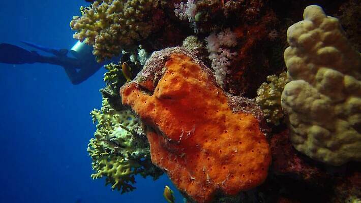 동물 야생동물 바다 컬러 백그라운드 자연 낚시 이집트 어류 사람없음 빨간색 물 파란색 컬러풀 환경 바닷속 수중 수영 수중동물 산호 산호초 다이빙 스쿠버다이빙 소금 암초 홍해 해파리 깊이 생태학 이국적 4K MP4 해외동영상 클립영상 자연요소 교육 아프리카 레저 수상스포츠 수중식물 자포동물 생태계 동영상 수중스포츠 파일형식