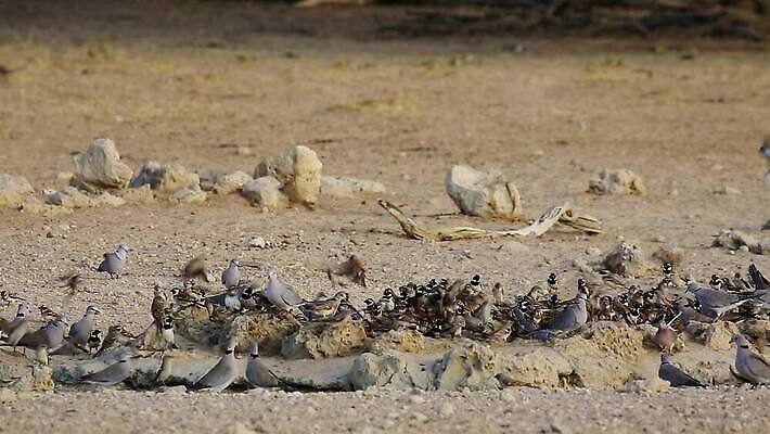 동물 응시 날개 모션 아프리카 자연 조류 사람없음 야외 물 사막 마시기 황무지 망토 깃털 비둘기 클립 참새 동영상 남쪽 내추럴 경보 남아프리카 동물상 생태학 칼라하리 HD MOV 해외동영상 클립영상 자연요소 시선 교육 나라 조형물 방향 생태계 파일형식