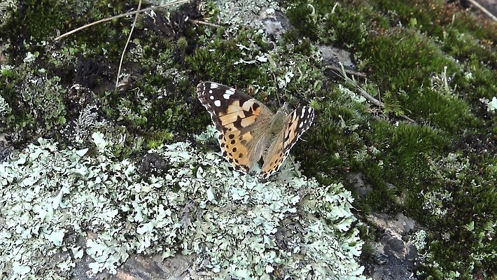 동물 꽃 야생동물 나비 곤충 날개 오렌지 자연 사람없음 초록색 여름 컬러풀 그리기 동물상 취급주의 코스모폴리탄 4K MP4 해외동영상 클립영상 식물 계절 컬러 과일 모션 경고 조형물 칵테일 생태계 동영상 파일형식
