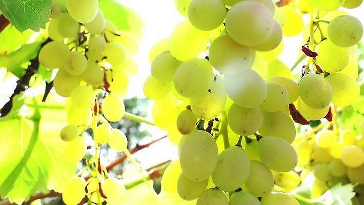주간 손 계절 음식 농업 과일 자연 포도 노동자 관리 사람없음 초록색 빛 햇빛 태양 농장 와인 이탈리아 수확 흰색 나뭇가지 시골 신선 자르기 다발 수집 유기농 포도밭 포도나무 건강식 내추럴 밭일 비타민C 숙성 양조장 입가심 짠맛 피에몬테 4K MP4 해외동영상 클립영상 자연요소 나무 직업 웰빙 유럽 산업 컬러 밭 모션 주류 신체부위 맛 과일나무 생태계 비타민 동영상 파일형식