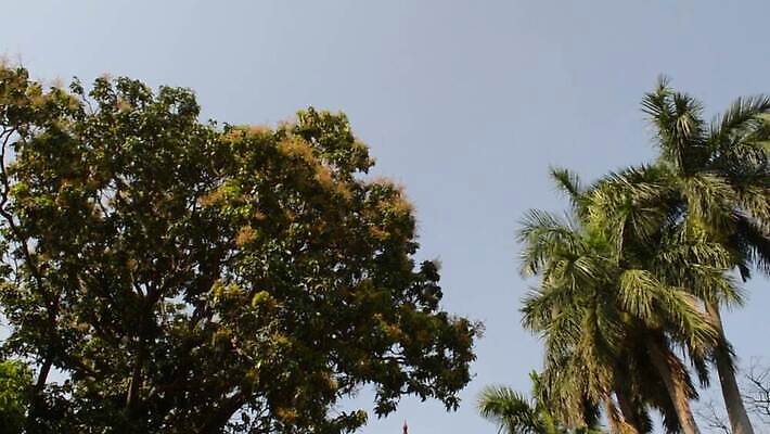 라이프스타일 계절 바다 로우앵글 여행 백그라운드 단풍 농업 아침 휴가 그림자 사람없음 야외 공중 앞모습 초록색 파란색 야자수 환경 맑음 일몰 봄 성장 농촌 시골 숲 환경보전 삼림지대 아열대 MOV 해외동영상 클립영상 주간 나무 산업 뷰포인트 컬러 잎 날씨 생활 노을 사회이슈 동영상 파일형식