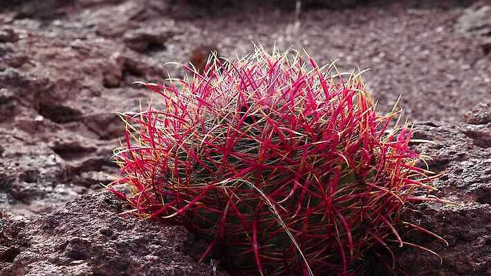 식물 북아메리카 자연 날씨 선인장 건조 사람없음 사막 뜨거움 황무지 척추 4K MP4 해외동영상 클립영상 뼈 아메리카 생태계 동영상 파일형식