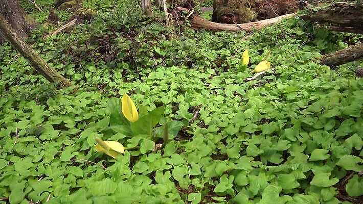 식물 꽃 컬러 자연 영국 잉글랜드 사람없음 초록색 물 노란색 정원 봄 젖음 습지 양배추 냄새 변소 서쪽 워싱턴 4K MP4 해외동영상 클립영상 자연요소 계절 유럽 채소 미국 방향 생태계 동영상 파일형식