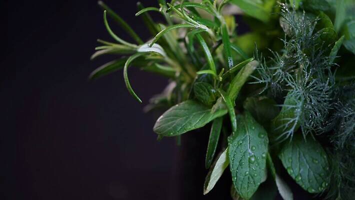 식물 음식 백그라운드 잎 채소 재료 자연 고추 탁자 건강 마늘 요리 사람없음 초록색 빛 정원 검은색 어둠 나뭇가지 신선 양념 조미료 맛 민트 허브 향신료 묘사 유기농 올리브 매움 날것 향기 아로마 향 후추 바질 로즈메리 내추럴 고립 맛있는 스피아민트 4K MOV 해외동영상 클립영상 나무 웰빙 열매 컬러 가구 컨셉 생태계 냄새 동영상 향미료 파일형식