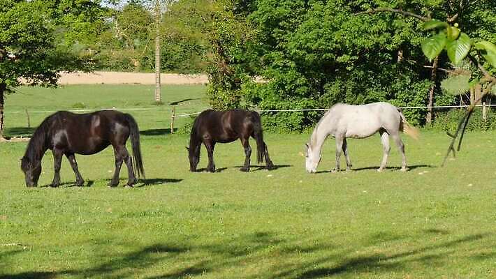 동물 밭 농업 포유류 자연 서기 사람없음 야외 초록색 농장 농경지 침묵 봄 목장 시골 승마 승차 방목 먹기 장면 갈기 내추럴 방목장 수유 유래 찰과상 4K 순혈 MP4 해외동영상 클립영상 계절 산업 스포츠 컬러 모션 소리 축산업 상처 생태계 동영상 파일형식