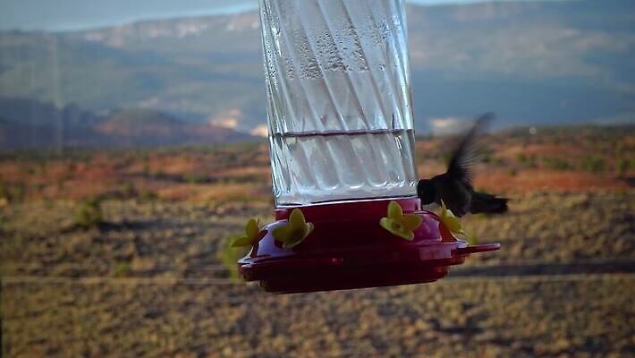 동물 꽃 야생동물 음식 컬러 백그라운드 날개 자연 조류 사람없음 초록색 파란색 컬러풀 뷰티 보라색 흰색 숲 작음 먹기 제비꽃 깃털 부리 꿀 고립 동물상 벌새 수유 4K MP4 해외동영상 클립영상 식물 모션 조형물 크기 생태계 동영상 파일형식