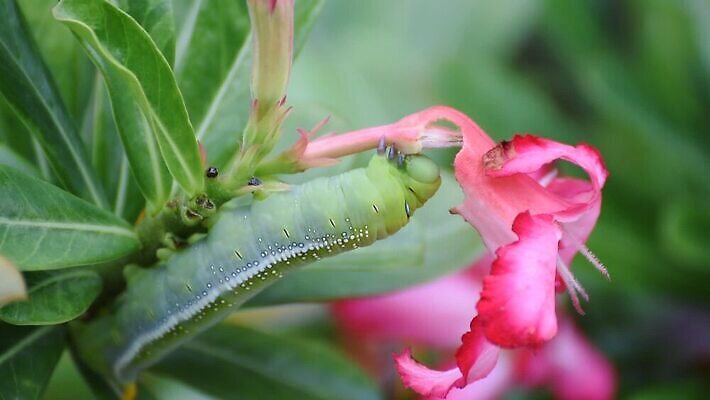 나무 식물 동물 야생동물 음식 컬러 나비 곤충 백그라운드 잎 자연 조류 생물 무척추동물 사람없음 초록색 컬러풀 장미 갈색 노란색 귀여움 정원 검은색 사막 나뭇가지 해충 벌레 백합 진달래 먹기 묘사 꼬리 애벌레 나방 내추럴 기어가기 거짓 변태 못생김 MOV 해외동영상 클립영상 꽃 컨셉 모션 생태계 동영상 파일형식