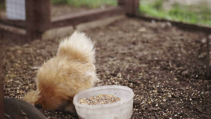 동물 외관 야생동물 농업 자연 조류 영국 잉글랜드 동물원 동양인 사람없음 야외 목재 울타리 농장 마을 환경 가을 시골 먹이 땅 깃털 먼지 철사 솜털 메추리 암탉 웅장함 목가 4K MOV 해외동영상 클립영상 나무 계절 유럽 산업 재료 인종 담장 닭 암컷 생태계 동영상 파일형식