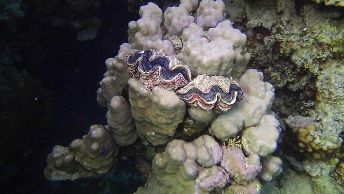 동물 야생동물 모래 바다 컬러 자연 조개 연체동물 이집트 어류 사람없음 빨간색 물 파란색 뷰티 환경 바닷속 수중 수영 껍질 산호 산호초 큼 다이빙 스쿠버다이빙 소금 암초 홍해 폴리네시아 거인 석호 깊이 4K MP4 해외동영상 클립영상 자연요소 아프리카 어패류 무척추동물 수중동물 수상스포츠 수중식물 오세아니아 자포동물 크기 생태계 동영상 수중스포츠 파일형식