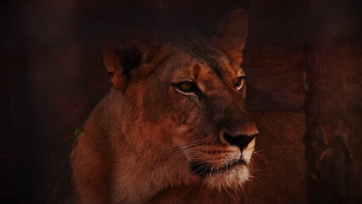 동물 여자 야생동물 휴식 사람없음 야외 고양이 황무지 닫기 보호 위험 육식동물 사냥꾼 동물상 리갈 암사자 웅장함 HD MP4 해외동영상 슬로모션 클립영상 멸종위기종 직업 컨셉 포유류 모션 촬영기법 사람 반려동물 조형물 사자 암컷 동영상 파일형식