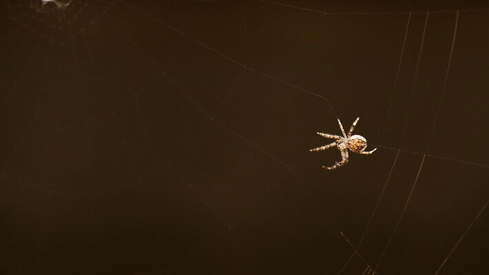 동물 컬러 곤충 백그라운드 패턴 자연 사람없음 야외 초록색 빛 정원 검은색 웹 새벽 그물 벌레 거미줄 거미 올가미 내추럴 변소 짜기 MOV 해외동영상 클립영상 자연요소 무늬 인터넷 모션 생태계 동영상 파일형식