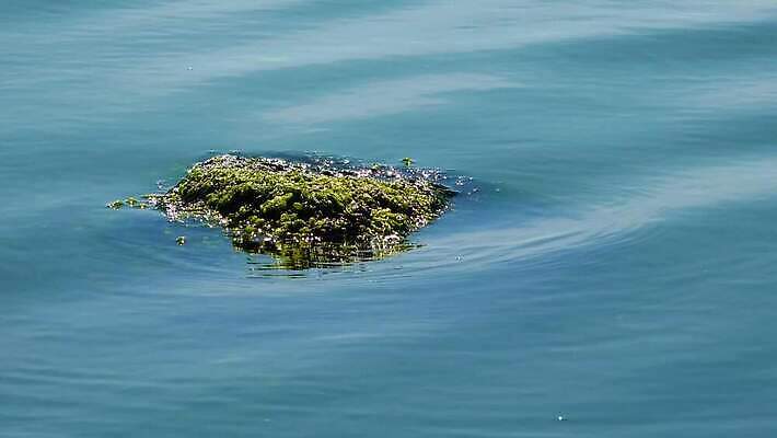 식물 야생동물 자연 사람없음 초록색 해조류 생태계 광합성 산화 생태학 4K 수중영상 MP4 해외동영상 클립영상 동물 교육 컬러 해양식물 동영상 파일형식