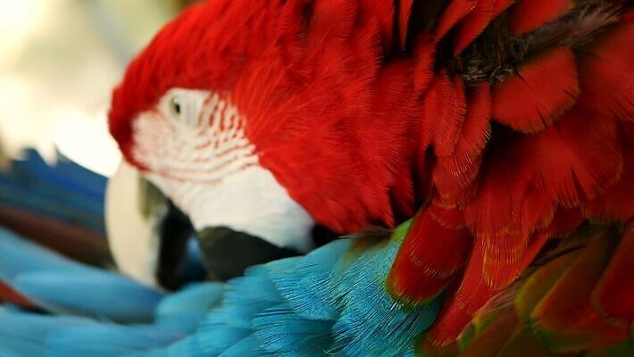 동물 야생동물 컬러 백그라운드 날개 자연 조류 열대 동물원 사람없음 빨간색 초록색 파란색 반려동물 컬러풀 노란색 머리 미국 활발 흰색 황금 숲 열대우림 깃털 묘사 질감 부리 앵무새 진홍색 남쪽 내추럴 강렬 동물상 마카오 아마존 이국적 MOV 해외동영상 클립영상 컨셉 북아메리카 신체부위 조형물 방향 생태계 동영상 파일형식