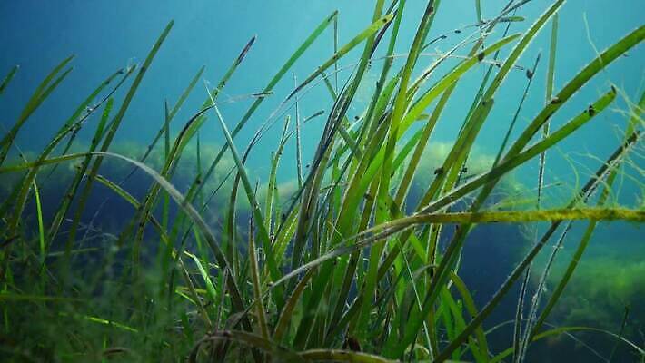 식물 야생동물 바다 자연 사람없음 초록색 환경 바닷속 수중 해조류 생태계 광합성 산화 생태학 소금물 4K 수중영상 MP4 해외동영상 클립영상 동물 교육 컬러 해양식물 동영상 파일형식