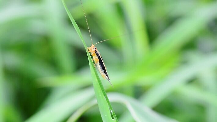 동물 교육 야생동물 곤충 백그라운드 잎 절지류 날개 자연 생물 무척추동물 매달리기 사람없음 여름 컬러풀 갈색 걷기 검은색 봄 잡기 벌레 숲 작음 열대우림 묘사 내추럴 귀뚜라미 살인범 생태학 MOV 해외동영상 클립영상 식물 계절 컬러 모션 크기 생태계 동영상 파일형식