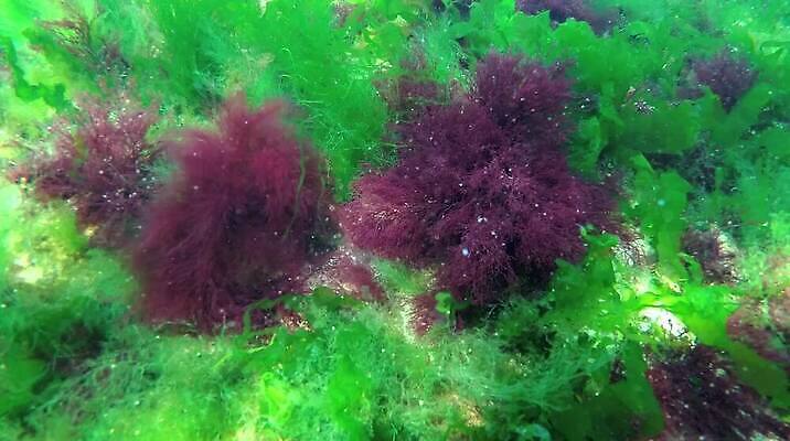 식물 동물 야생동물 바다 자연 무척추동물 사람없음 초록색 환경 바닷속 수중 해조류 생태계 광합성 산화 생태학 소금물 수중영상 MP4 해외동영상 클립영상 교육 컬러 해양식물 동영상 파일형식