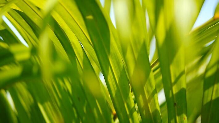 공원 아시아 컬러 섬 백그라운드 잎 패턴 자연 추상 휴가 손바닥 사람없음 초록색 여름 빛 컬러풀 햇빛 우주 환경 맑음 성장 나뭇가지 신선 황무지 소프트포커스 열대우림 에코 유기농 질감 부드러움 정맥 블러 이국적 파라다이스 그리너리 MOV 해외동영상 클립영상 나무 식물 손 웰빙 계절 공공시설 나라 무늬 날씨 촬영기법 태양 감각 숲 생태계 혈관 동영상 파일형식 트랜드컬러