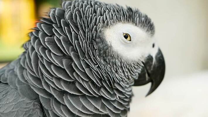 동물 척추동물 1 응시 야생동물 백그라운드 날개 아프리카 자연 조류 대화 사람없음 빨간색 반려동물 컬러풀 머리 검은색 회색 흰색 작음 깃털 부리 앵무새 새장 멸종 솜털 노려봄 고립 동물상 이국적 잉꼬 지능 MOV 해외동영상 클립영상 시선 나라 컬러 표정 말하기 신체부위 조형물 크기 생태계 동영상 케이지 파일형식