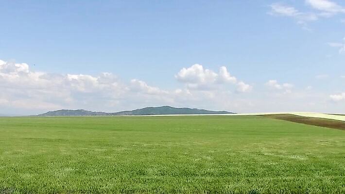 식물 구름 계절 꽃 산업 문화 지구 백그라운드 잎 밭 농업 자연 하늘 옥수수 풍경 초원 사람없음 야외 초록색 여름 파란색 농작물 햇빛 태양 농장 농경지 환경 봄 수확 성장 시골 땅 유기농 조경 장면 내추럴 땅바닥 밭일 줄서기 세련 MOV 해외동영상 클립영상 자연요소 웰빙 컬러 모션 곡류 바닥 생태계 동영상 파일형식