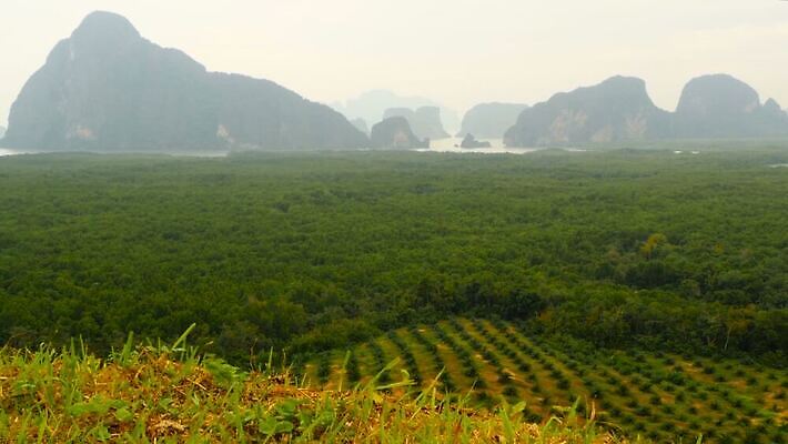 나무 식물 산업 농업 태국 자연 산 안테나 손바닥 풍경 사람없음 야외 목재 초록색 컬러풀 글로벌 햇빛 환경 황혼 손상 신선 재산 보호 기름 숲 열대우림 땅 자르기 날것 장면 내추럴 땅바닥 벌목 생태학 석회암 수목 안다만 재앙 MOV 해외동영상 클립영상 손 교육 아시아 음식 바다 컬러 컨셉 재료 통신 모션 바닥 금융 태양 일몰 암석 생태계 동영상 파일형식