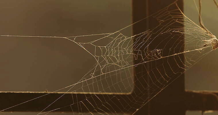 모양 나무 동물 디자인 벽 곤충 백그라운드 패턴 창문 자연 추상 주택 실내 사람없음 장식 환경 디지털 웹 젖음 수확 안개 실 닫기 유령 거미줄 질감 거미 낭비 모기 블러 호러 흉터 4K MOV 해외동영상 클립영상 식물 컨셉 무늬 농업 인터넷 모션 날씨 내부 건물 해충 상처 생태계 공포 동영상 파일형식