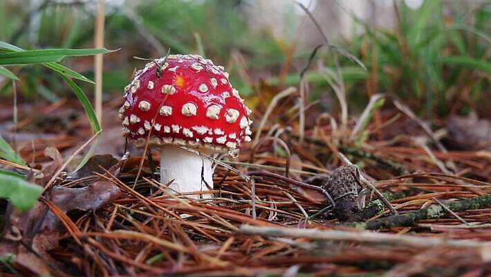 계절 컬러 자연 생물 초원 사람없음 장식 빨간색 컬러풀 버섯 가을 숲 위험 생물학 내추럴 곰팡이 독버섯 땅바닥 캡모자 4K MP4 해외동영상 클립영상 모자_잡화 교육 컨셉 바닥 생태계 동영상 파일형식