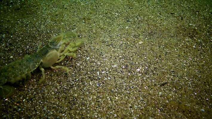 동물 야생동물 바다 절지류 신체 자연 새우 갑각류 사람없음 물 세계 환경 수중 생물학 수족관 암 동물상 생태학 우크라이나 해병대 4K MP4 해외동영상 클립영상 자연요소 교육 유럽 군대 조형물 질병 생태계 동영상 파일형식