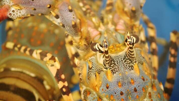 산업 아시아 야생동물 음식 바다 재료 낚시 새우 건강 갑각류 요리 사람없음 야외 물 판매 상점 식사 껍질 신선 잡기 시장 고급 맛 가재 시원함 컨테이너 해산물 무역 유기농 상업 날것 탱크 대야 소매 거인 내추럴 발톱 생식 식품점 생존 4K MP4 해외동영상 클립영상 자연요소 동물 웰빙 나라 컨셉 모션 발 레저 동영상 파일형식