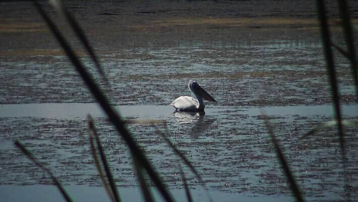 동물 호수 야생동물 바다 백그라운드 날개 아프리카 자연 조류 하늘 종류 사람없음 물 여름 파란색 뷰티 갈색 흰색 큼 펠리컨 깃털 부리 동쪽 석호 다뉴브강 동물상 4K MP4 해외동영상 클립영상 자연요소 계절 나라 컬러 조형물 크기 방향 생태계 동영상 파일형식