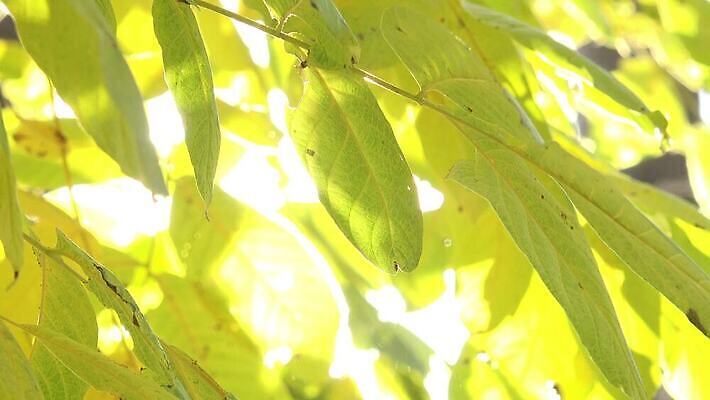 나무 식물 계절 공원 줄기 백그라운드 잎 모션 자연 아침 추상 사람없음 야외 빛 햇빛 태양 환경 정원 맑음 성장 광선 나뭇가지 신선 변화 숲 생물학 리빙 내추럴 광합성 4K MP4 해외동영상 클립영상 주간 자연요소 공공시설 교육 컨셉 무늬 날씨 생태계 동영상 파일형식
