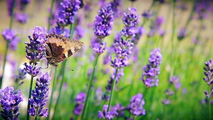 식물 꽃잎 꽃 야생동물 분홍색 컬러 곤충 밭 날개 자연 앉기 초원 사람없음 초록색 여름 파란색 컬러풀 태양 노란색 환경 정원 보라색 봄 벚꽃 닫기 수분 벌 수집 관목 꽃가루 꿀 내추럴 니켈 MOV 해외동영상 클립영상 자연요소 나무 동물 계절 농업 모션 금속 원소 가루 생태계 동영상 파일형식