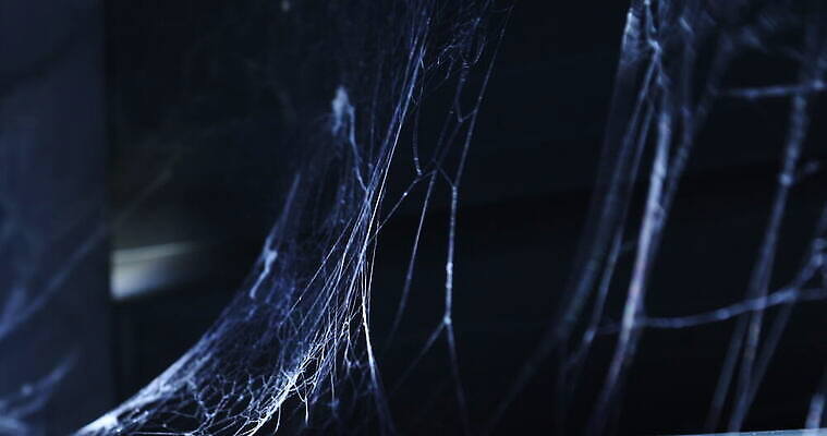 모양 나무 동물 디자인 벽 곤충 백그라운드 패턴 창문 자연 추상 주택 실내 사람없음 장식 환경 디지털 웹 젖음 수확 안개 실 닫기 유령 거미줄 질감 거미 낭비 모기 블러 호러 흉터 4K MOV 해외동영상 클립영상 식물 컨셉 무늬 농업 인터넷 모션 날씨 내부 건물 해충 상처 생태계 공포 동영상 파일형식